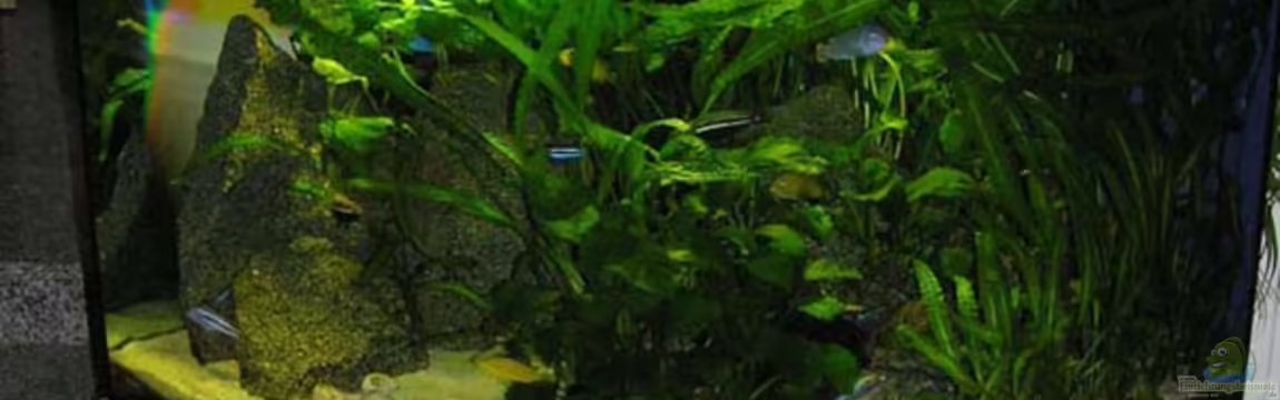 Becken 305 von Alexander Steinkellner