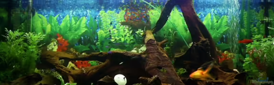 Becken 3053 von Michael Cagle