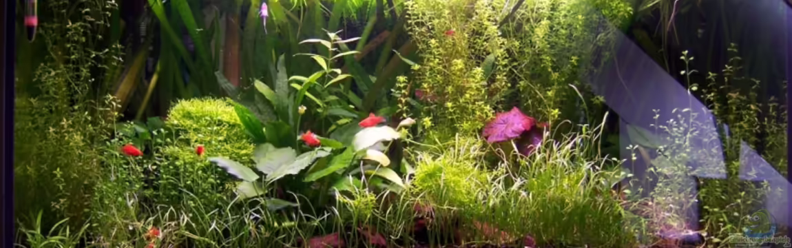 Becken 3057 von Sebastian Seibold