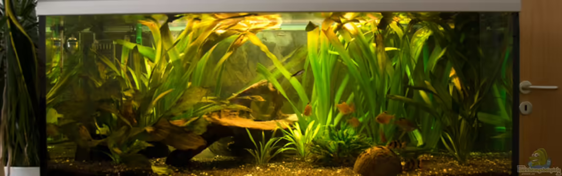 Becken 3059 von Verkaufe mein Aquarium