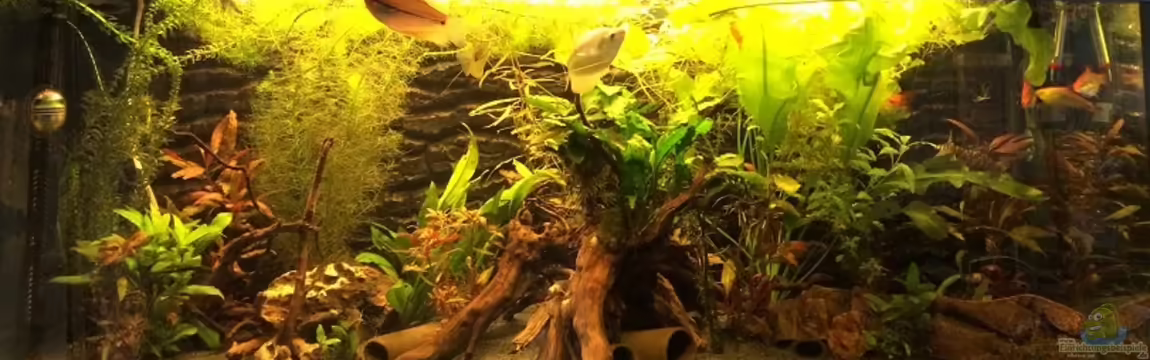 Becken 30604 von Mesmerize