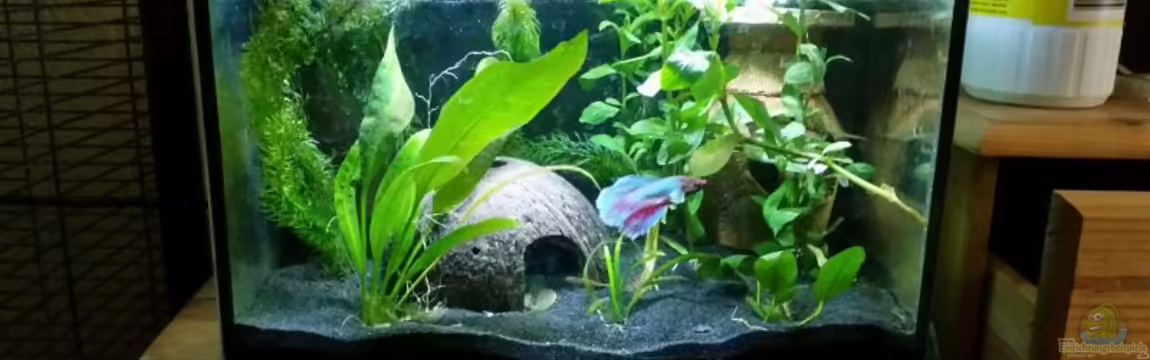 Becken 30618 von Betta Ufuk