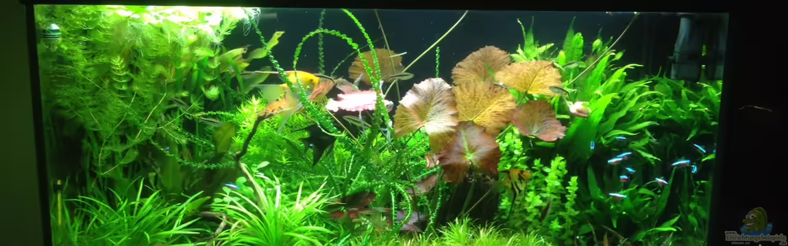 Becken 30654 von Oberoesterreicher