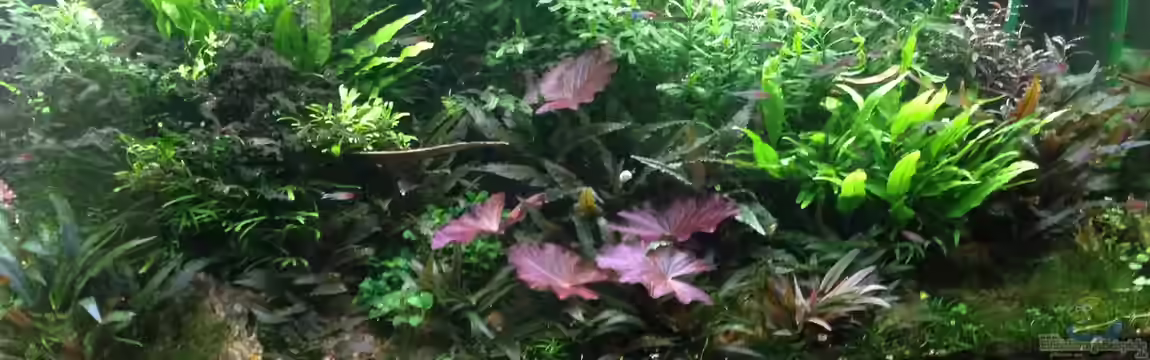 Becken 30681 von Olle696