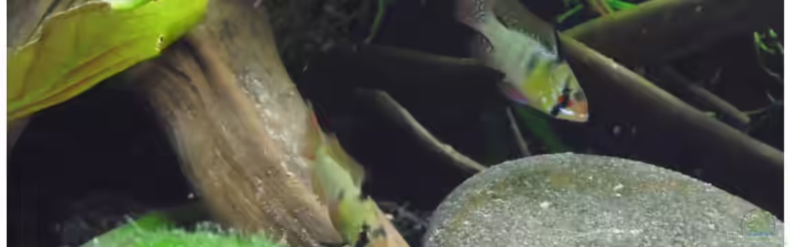 Becken 30791 von shiru_k10