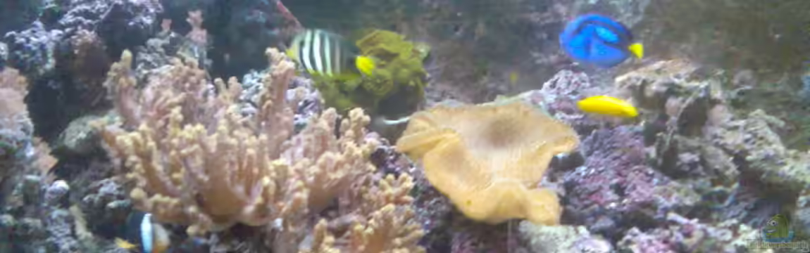 Becken 3080 von Olaf Richter