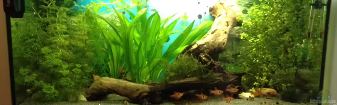 Becken 30811 von Quasi