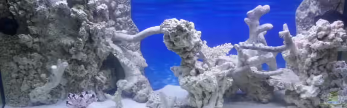 Becken 30815 mein Traumriff im Wohnzimmer von Bernd Pinkert