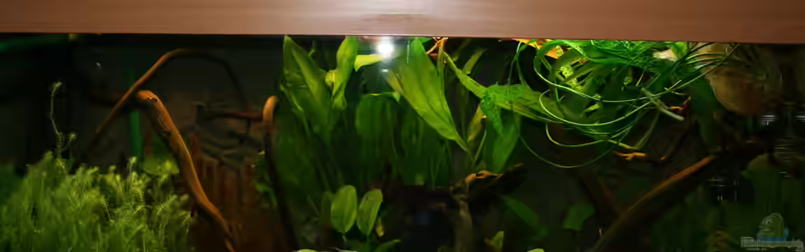 Becken 30865 von DanielaP