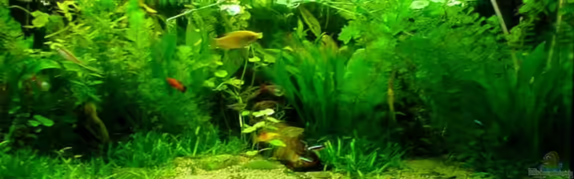 Becken 3090 von Daniel Schilling