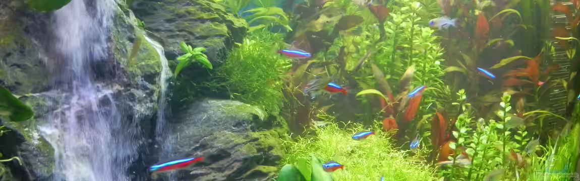 Becken 30905 von Stefan Nibel