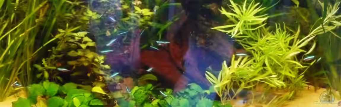 Becken 3092 von Sven Hinnerkort