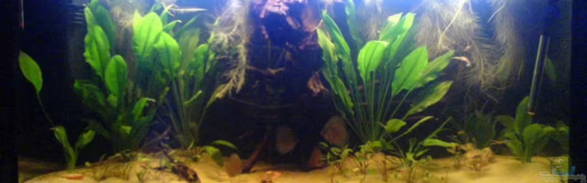 Becken 3099 von Patrick Gauseweg