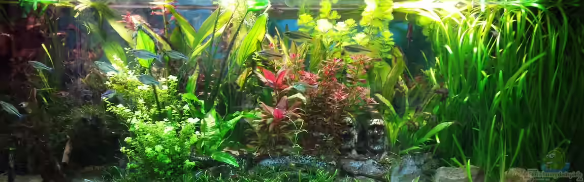 Becken 30996 von G.Weber