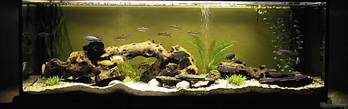 Becken 31 von Stephan Loibl