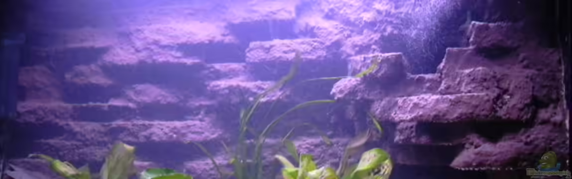 Becken 3100 von Marco Sauer