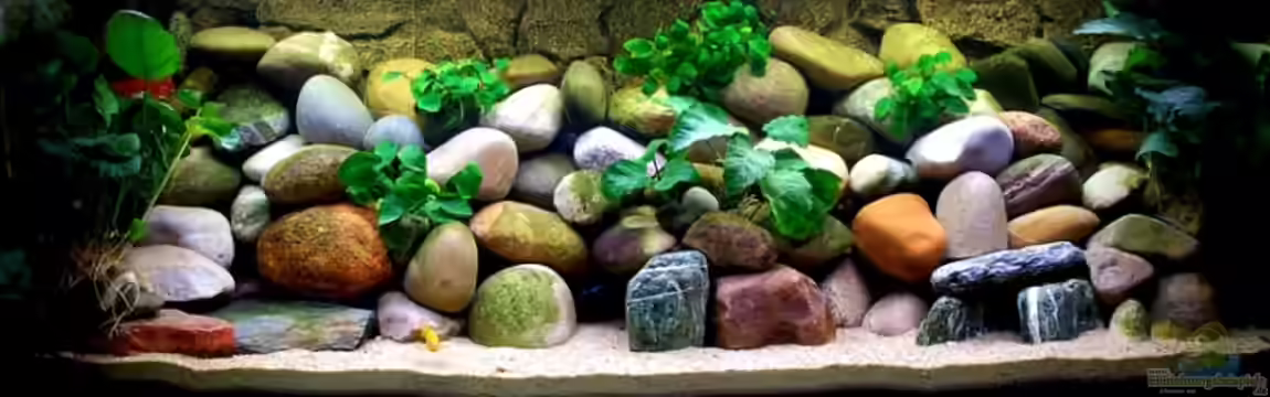 Becken 3103 von Steffen Haß