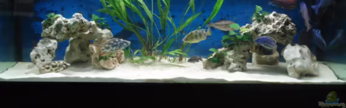 Becken 3104 von Dennis Kaiser