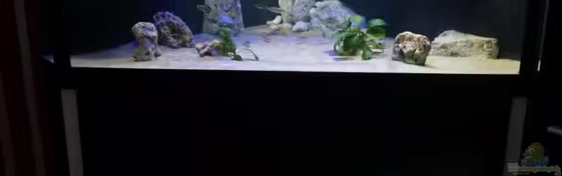 Becken 31060 von tattooindi