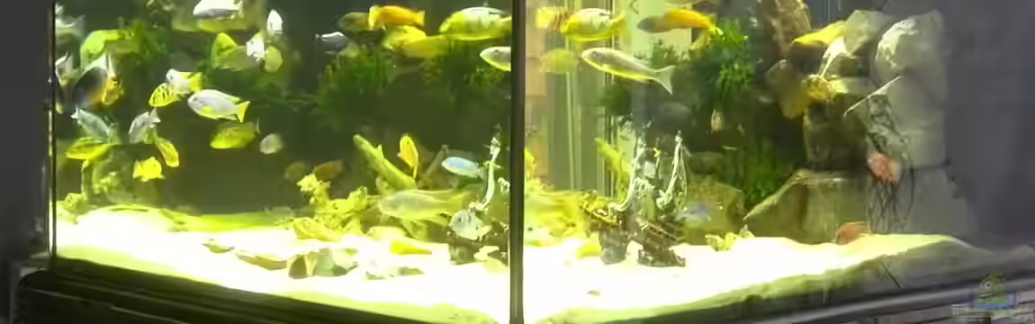 Becken 31073 von Frank Lefers