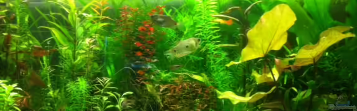 Becken 31091 von Nat