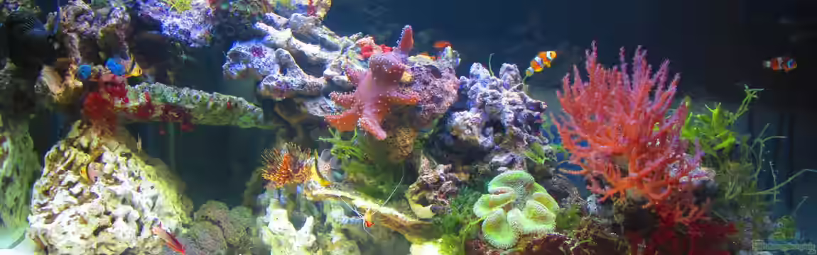 Becken 31101 von Christian Bayerl