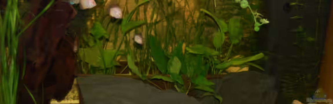 Becken 3123 von Klaus Schira