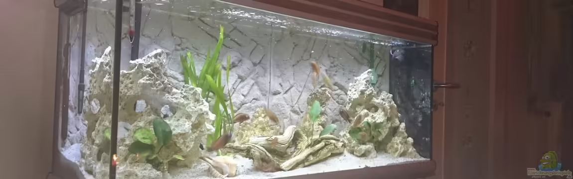 Becken 31313 von Michael Lüdicke