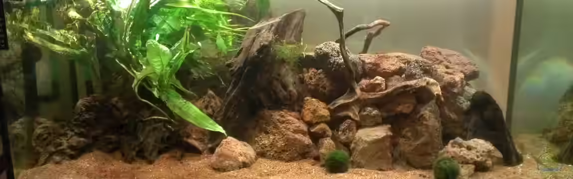 Becken 31373 von Peter Meyer