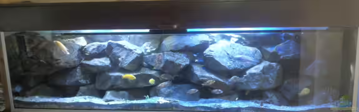 Becken 31476 von malawikrebs