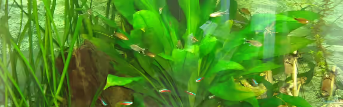 Becken 31550 Juwel Trigon 190 von atom010