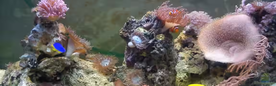 Becken 31558 von Enrico Lang