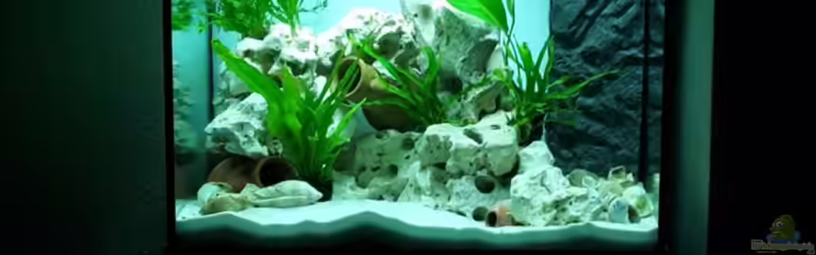 Becken 31753 von Stabheuschrecke23