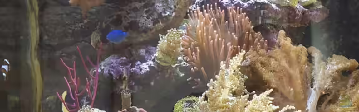 Becken 31866 von winz21