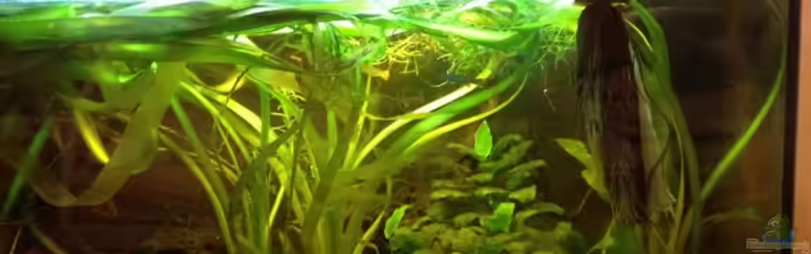 Becken 31913 von Killifisch2001