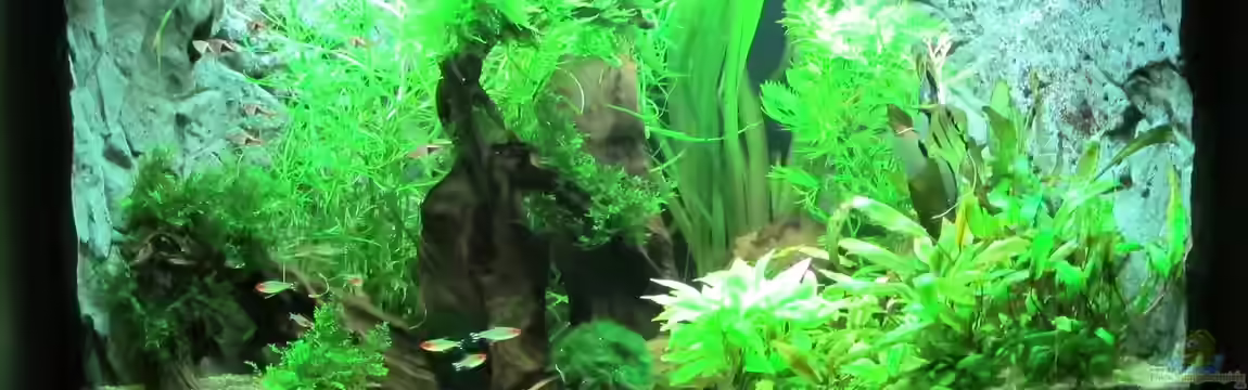 Becken 31934 von Sebasco