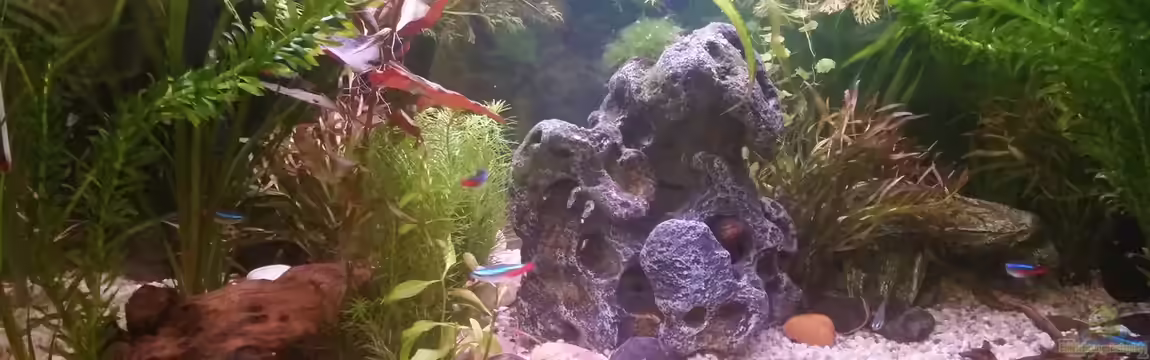 Becken 31938 von Tommy F