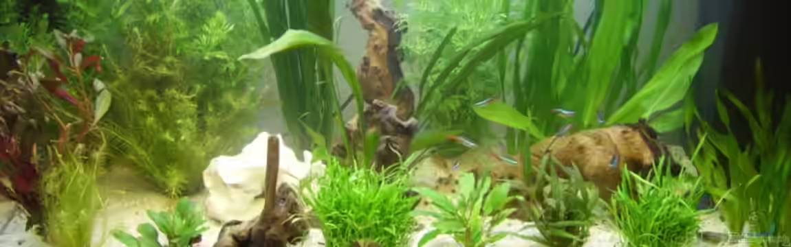 Becken 3194 von Sabine Lindemann