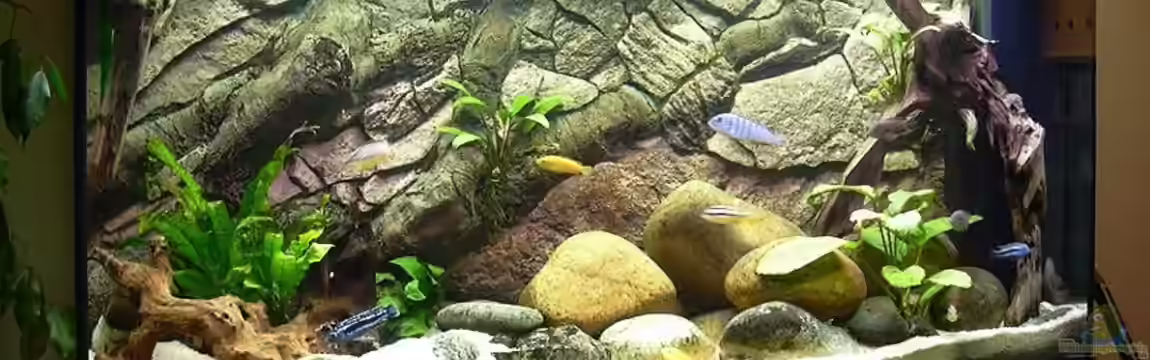 Becken 320 von Richard Frantzen