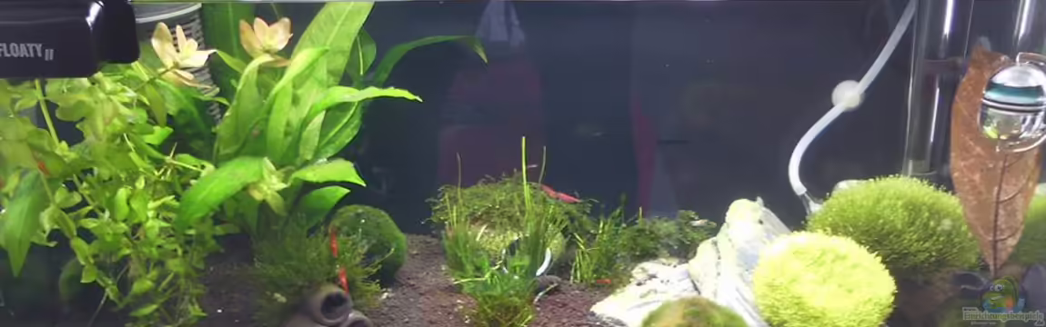 Becken 32033 von Beba