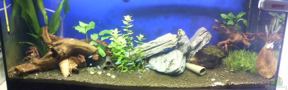 Becken 32068 von Beba