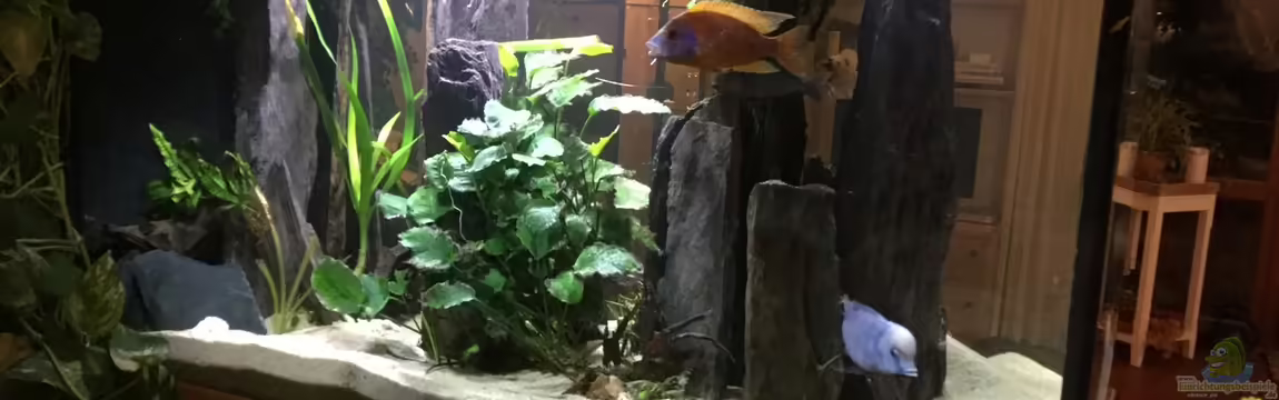 Becken 3215 von Vera Herrlich