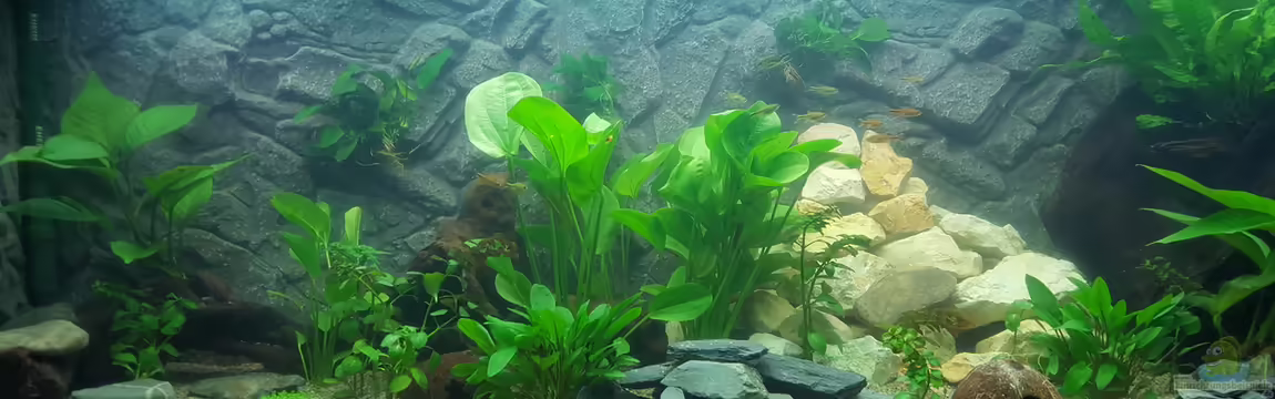 Becken 32157 von Aqua-Ossie