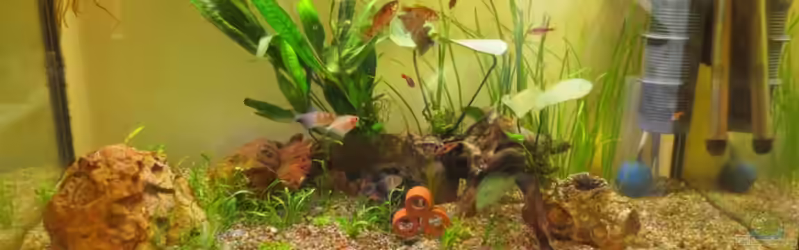 Becken 32163 von Ejela