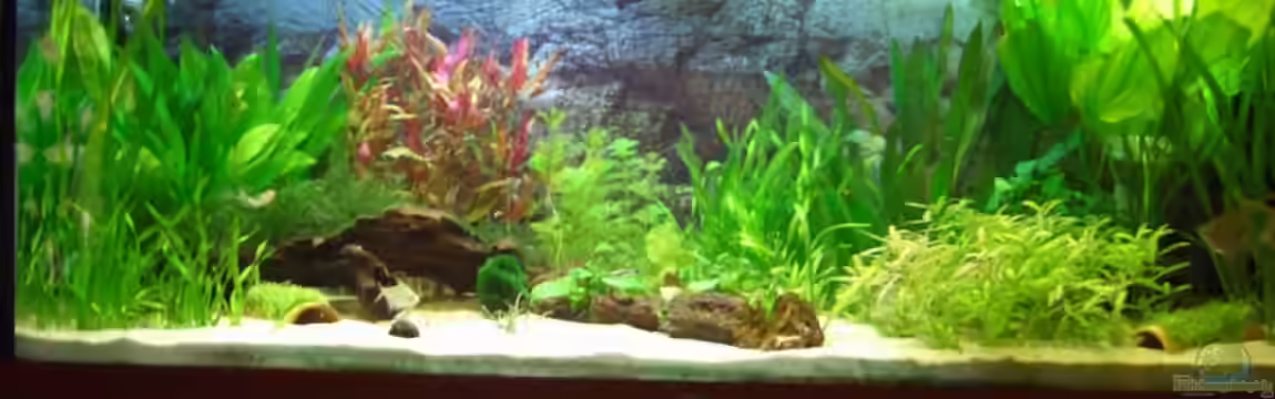 Becken 3217 von Susanne Reinecke