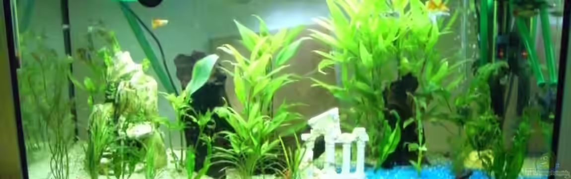 Becken 3220 von David Will