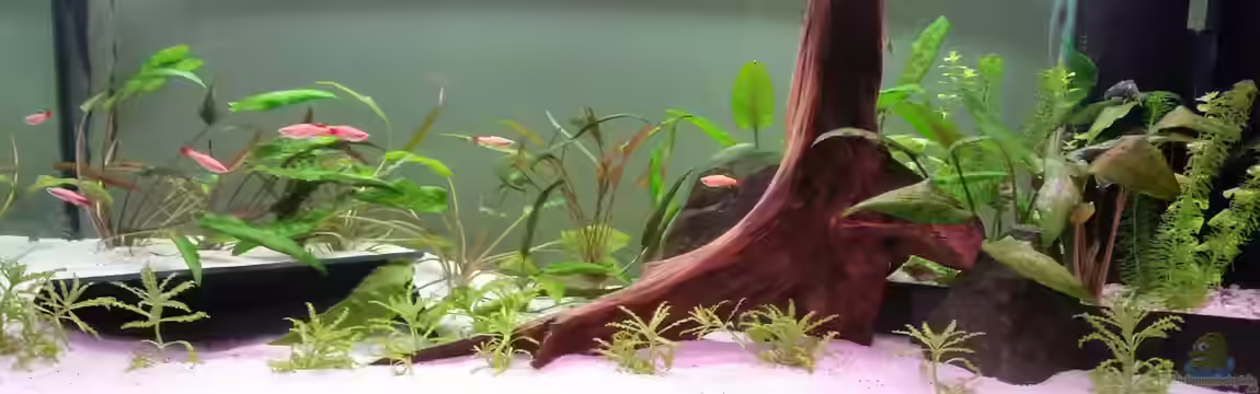 Becken 32282 von Oli 1