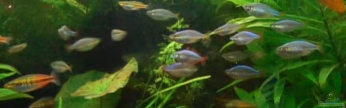 Becken 3229 von Sebastian..