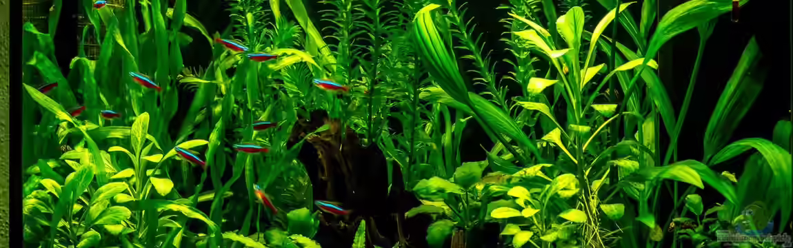 Becken 32378 von Feinripp