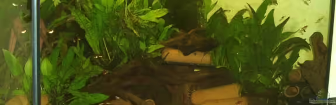 Becken 3238 von Holger Bertram